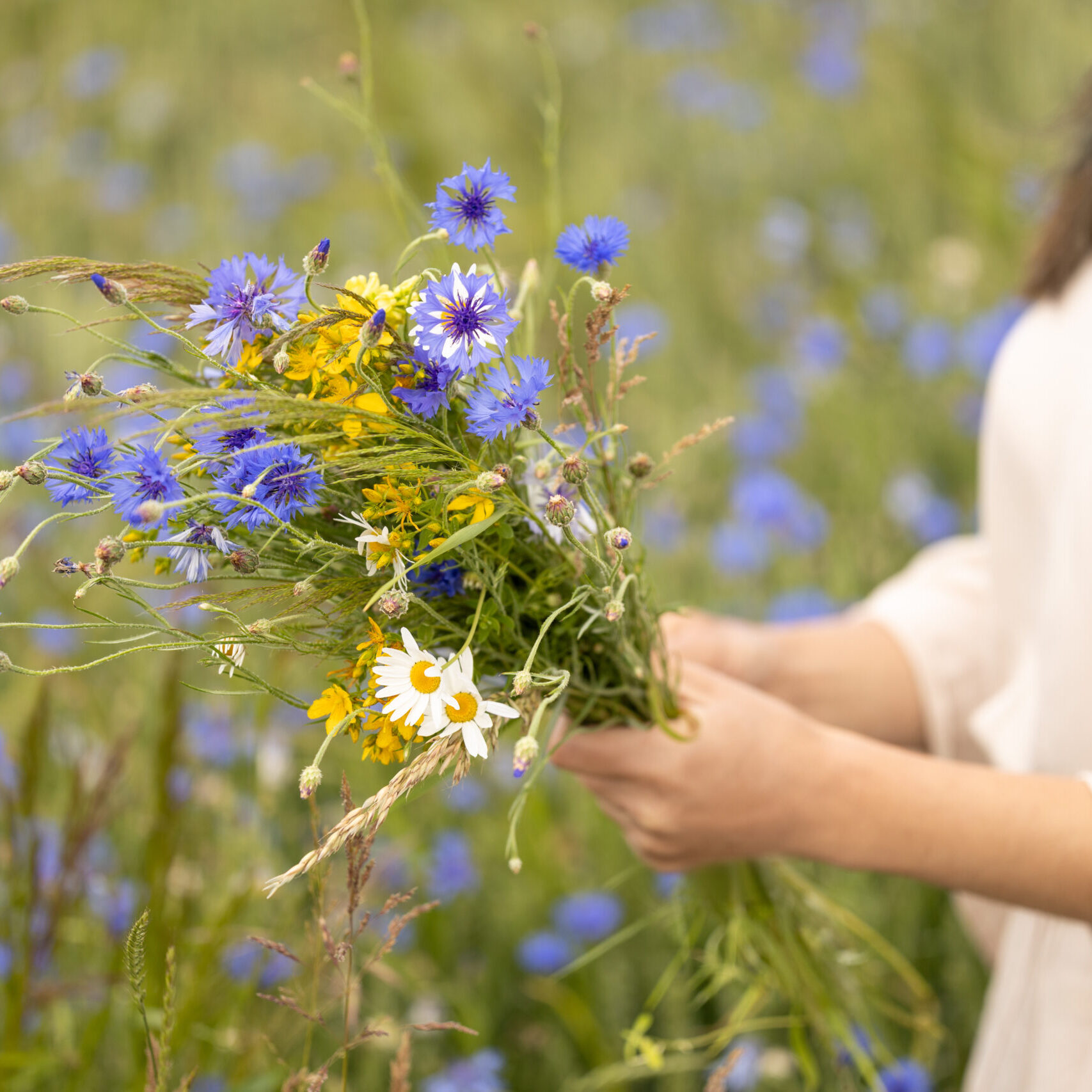 Wild herbal bouquet for natural healing Colorful bouquet of wild herbs and flowers in female hands symbolizing herbal medicine